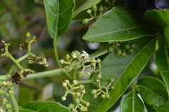 Cissus elongata